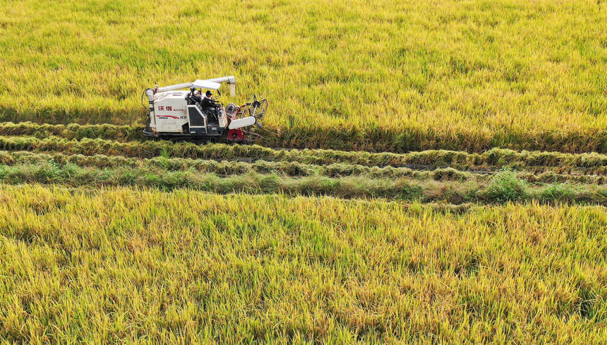 2021年9月29日，在貴州省玉屏侗族自治縣新店鎮洞坪村，農民駕駛收割機收割晚稻。