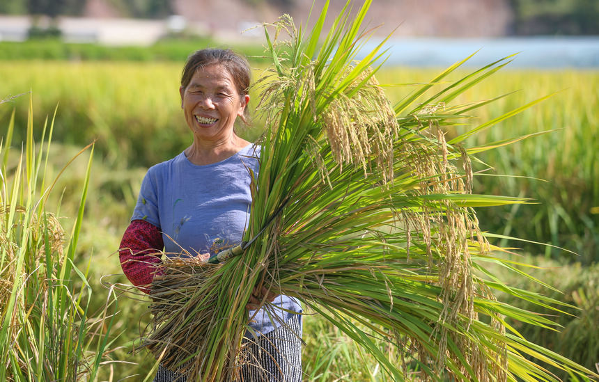 2021年9月29日，在貴州省玉屏侗族自治縣新店鎮洞坪村，農民在收割晚稻。 胡攀學攝