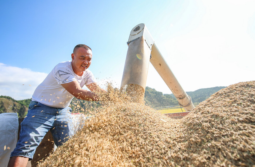 2021年9月29日，在貴州省玉屏侗族自治縣新店鎮洞坪村，農民在收獲晚稻。胡攀學攝