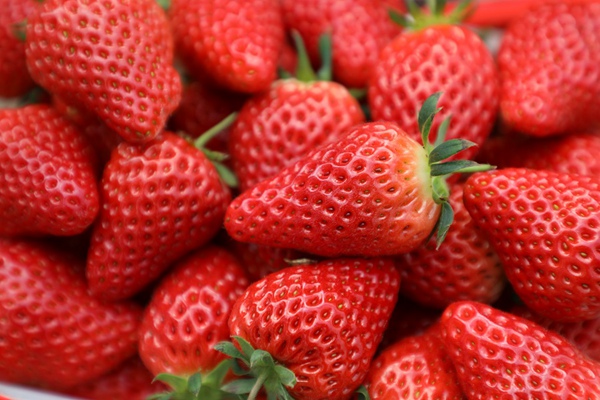 產自“草莓公社”的新鮮草莓。觀山湖區融媒體中心供圖