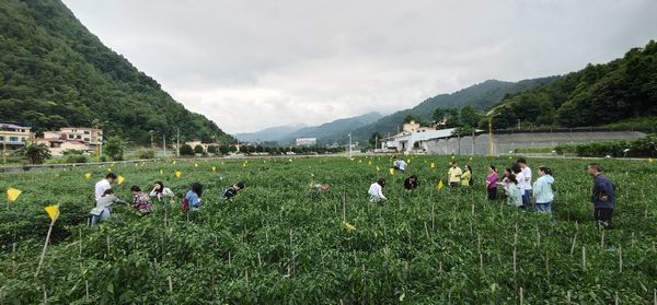 逢亭镇祥脚村辣椒试验示范种植区现场进行新品种辣椒鉴评。