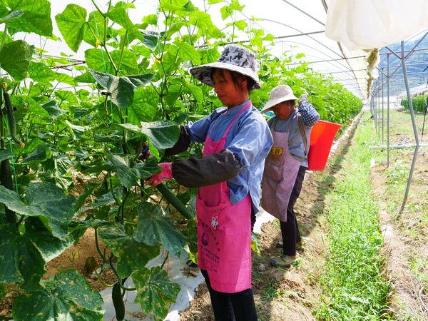 基地务工的群众正在采摘黄瓜。