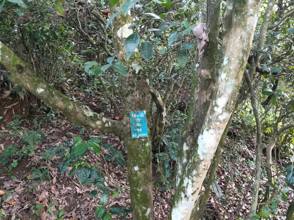 沿河千年古茶树 。杨友摄