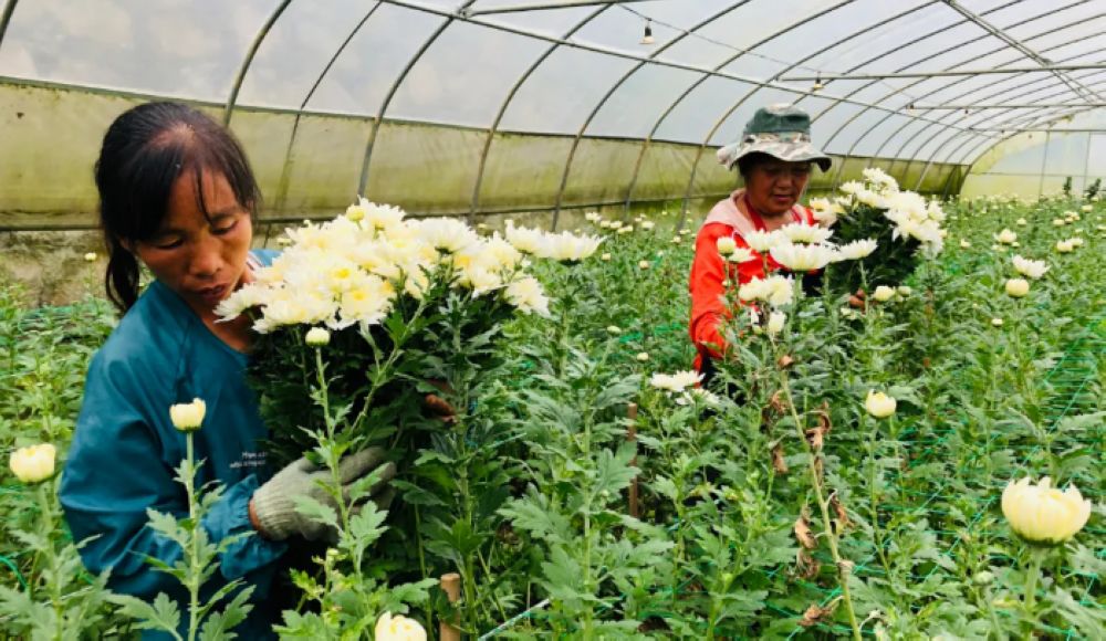 贵州金沙：菊花特色产业助农增收