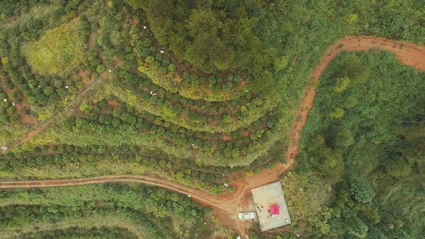 航拍油茶基地。