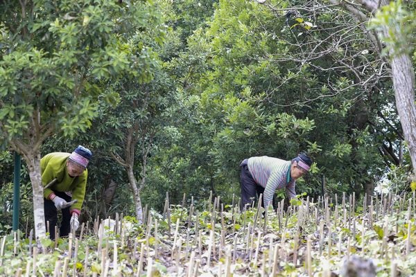 劍河縣岑鬆鎮巫亮林下食用菌種植基地裡 當地務工的村民正在固定菌棒簽。