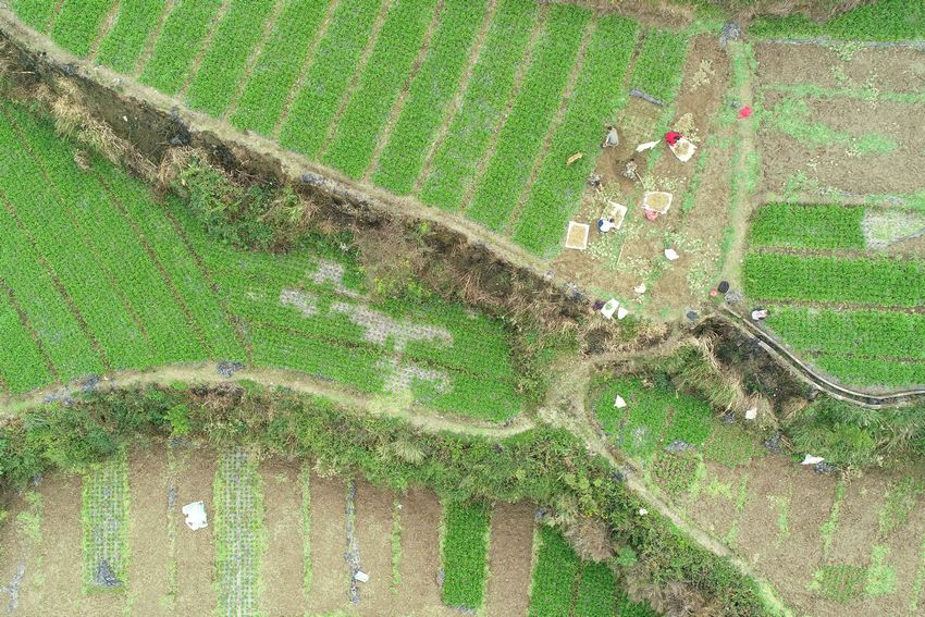 11月5日，在贵州省丹寨县龙泉镇马寨村韭菜根种植基地，陈章林和村民在采收韭菜根（无人机照片）。
