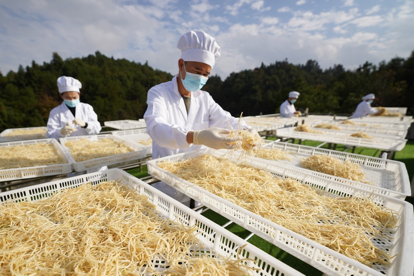 11月5日，在贵州省丹寨县龙泉镇马寨村溪林韭菜根加工厂，陈章林（左二）和工人在晾晒韭菜根。
