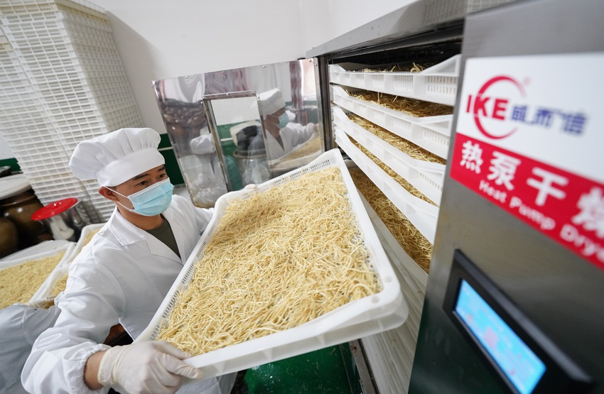 11月5日，在贵州省丹寨县龙泉镇马寨村溪林韭菜根加工厂，陈章林将韭菜根送入烘干机器。