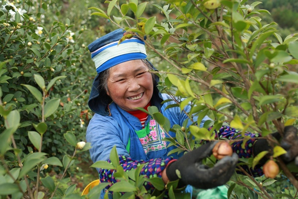 在贵州省剑河县太拥镇柳开村翁碑油茶种植基地,村民正在采摘油茶果。刘梦摄