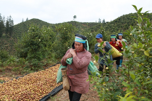 在贵州省剑河县太拥镇柳开村翁碑油茶种植基地,村民正在忙着搬运油茶果。刘梦摄