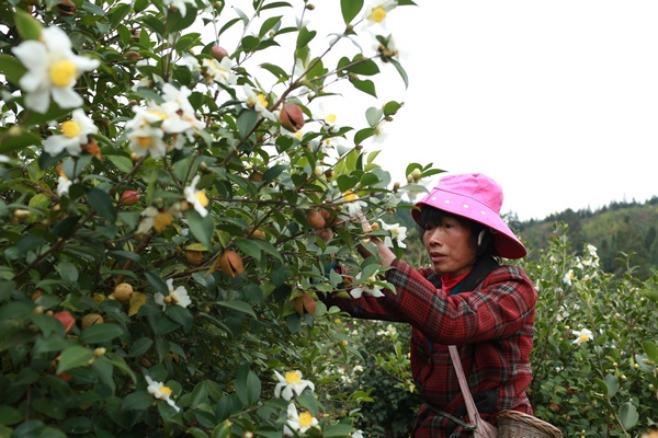 在贵州省剑河县太拥镇柳开村翁碑油茶种植基地,村民正在采摘油茶果。刘梦摄