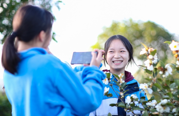 2021年11月8日，游人在貴州省玉屏侗族自治縣茶花泉景區觀賞油茶花。