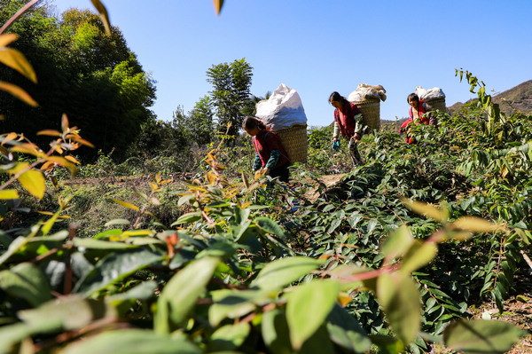 种植户忙着采摘金银花树叶。绥阳县融媒体中心供图
