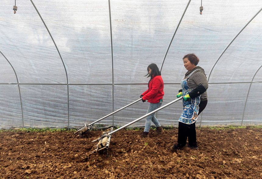 村民在貴州省黔西市文峰街道三角社區羊肚菌種植基地進行土地起垅。