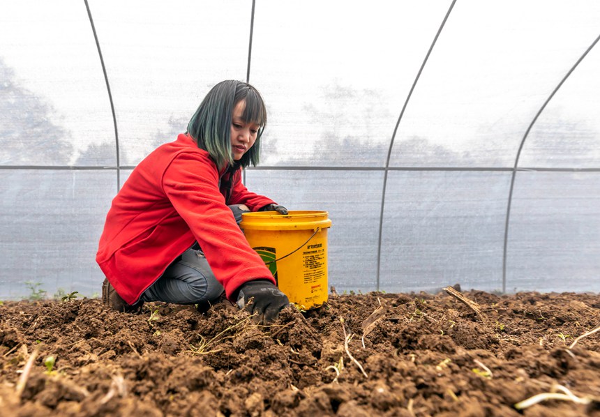 村民在貴州省黔西市文峰街道三角社區羊肚菌種植基地清理土地雜質。