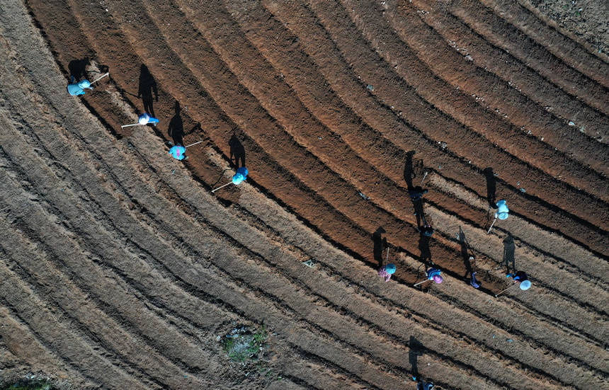 11月18日，村民在貴州省丹寨縣興仁鎮甲腳村給移栽好的太子參蓋土（無人機照片）。