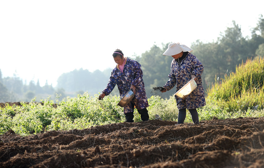 11月18日，村民在貴州省丹寨縣興仁鎮甲腳村太子參種植地施肥。