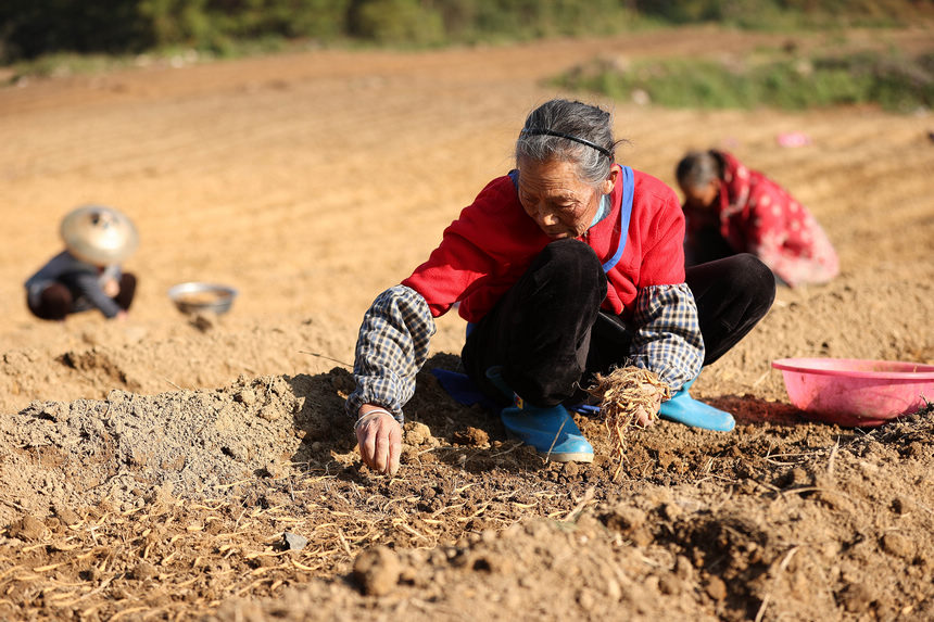 11月18日，村民在貴州省丹寨縣興仁鎮甲腳村移栽太子參。
