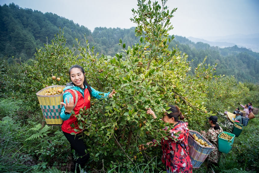 天柱县蓝田镇杞寨村油茶基地，村民们在采摘油茶果。