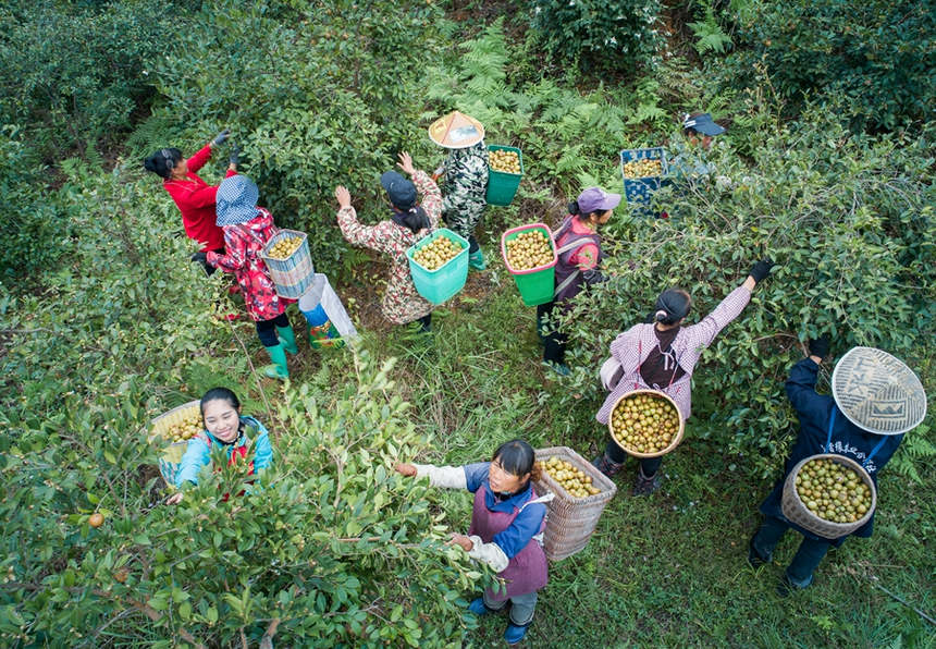 天柱縣藍田鎮杞寨村油茶基地，村民們在採摘油茶果。