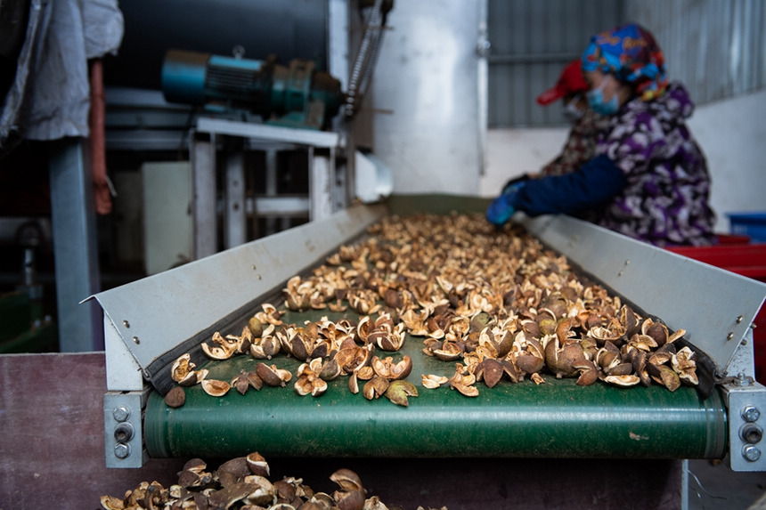 天柱县易地移民安置点天柱永兴油茶加工厂，工人在拣选油茶果。 