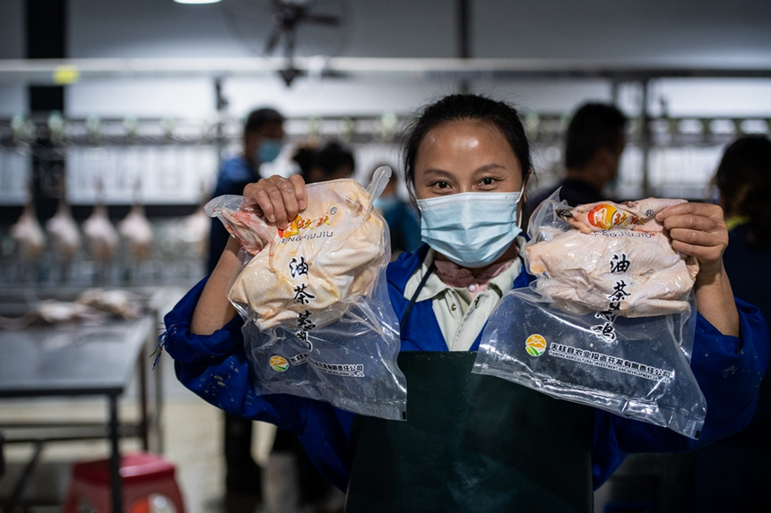 天柱县联山街道生态屠宰场，工人在包装“油茶鸡“后走冷链物流销售。