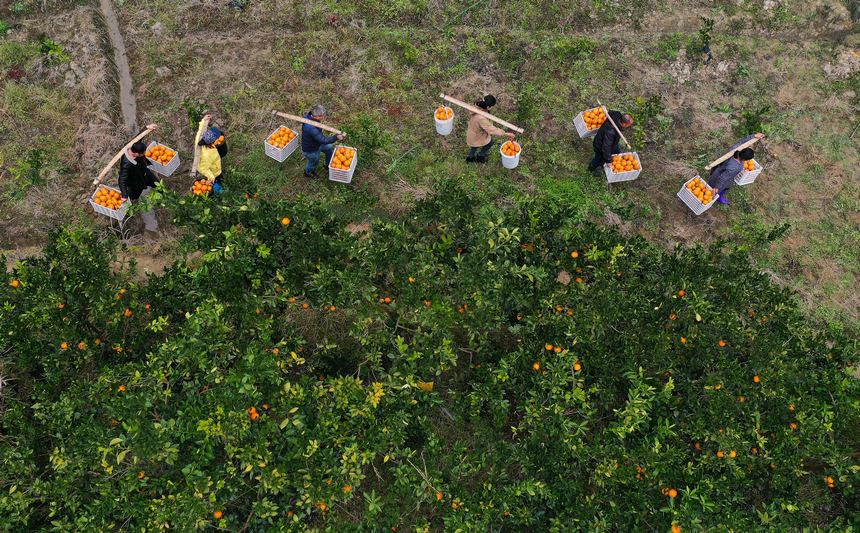 12月2日，村民在貴州省三都縣大河鎮大河村果園搬運臍橙（無人機照片）。 