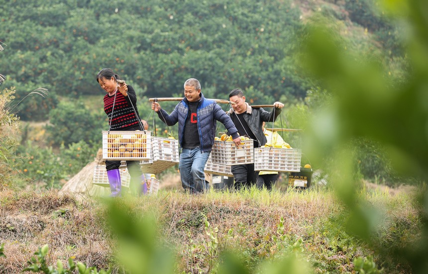 12月2日，村民在貴州省三都縣大河鎮大河村果園搬運臍橙。