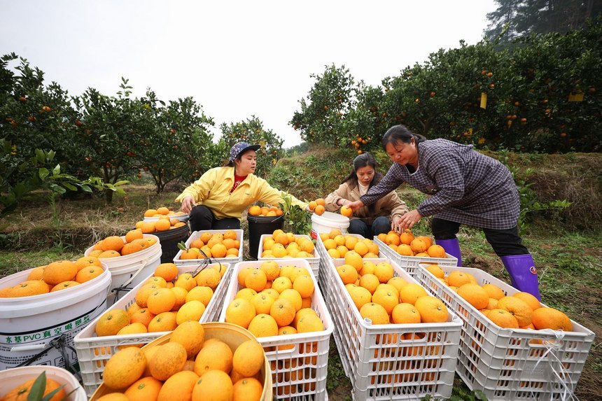 12月2日，村民在貴州省三都縣大河鎮大河村果園分裝臍橙。