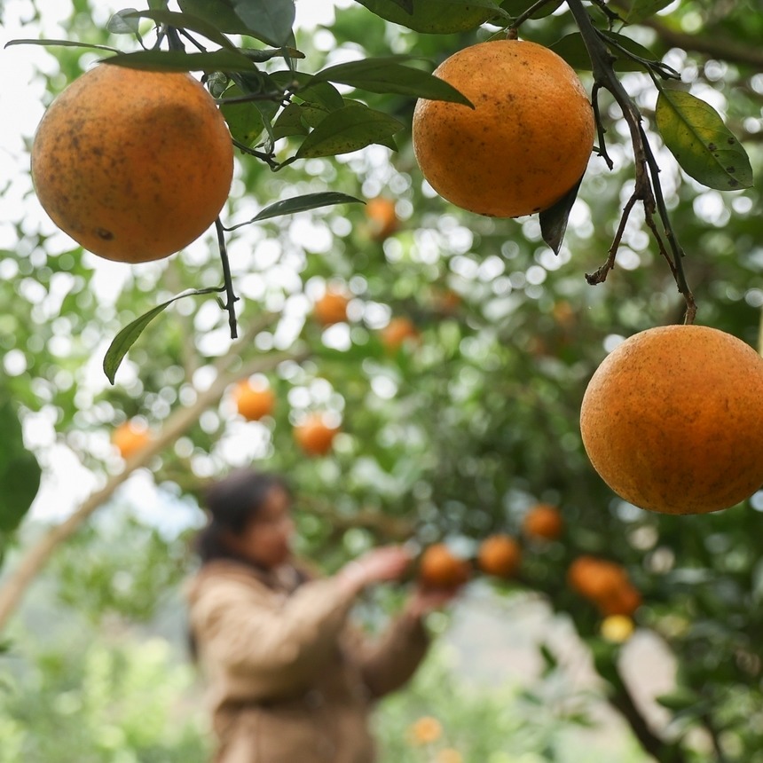 12月2日，村民在貴州省三都縣大河鎮大河村果園收獲臍橙。    