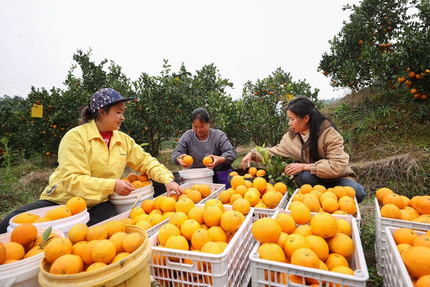12月2日，村民在貴州省三都縣大河鎮大河村果園分裝臍橙。 