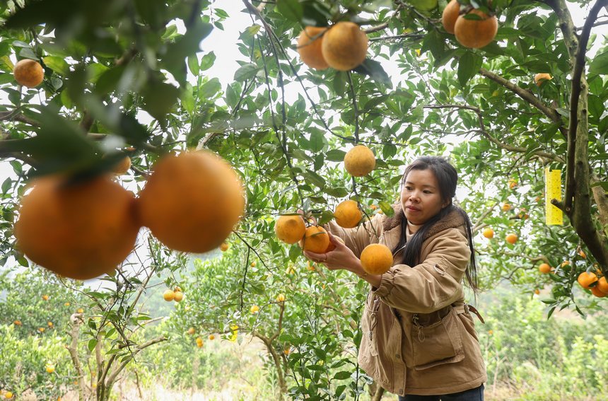 12月2日，村民在贵州省三都县大河镇大河村果园收获脐橙。   
