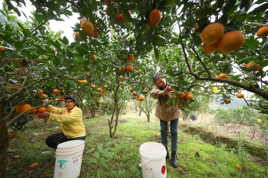 12月2日，村民在貴州省三都縣大河鎮大河村果園收獲臍橙。  