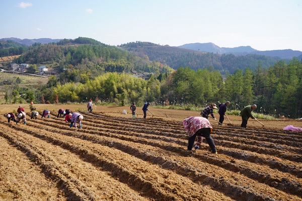 岑巩县客楼镇安山村太子参种植基地，村民们正在种植太子参。