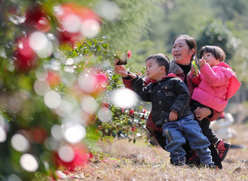 2021年12月5日，游客在貴州省銅仁市玉屏侗族自治縣亞魚鄉沙子坳村觀賞茶花。