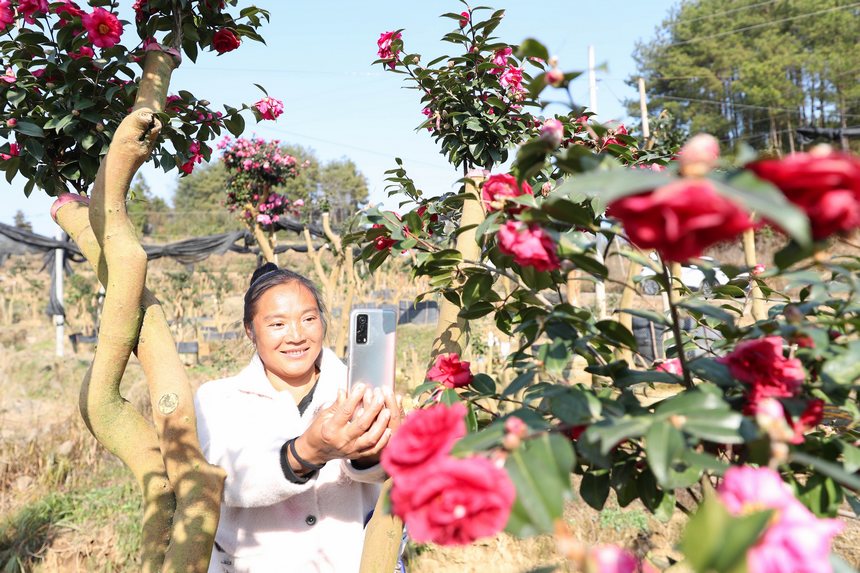 2021年12月5日，游客在貴州省銅仁市玉屏侗族自治縣亞魚鄉沙子坳村觀賞茶花。 
