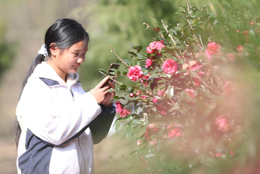 2021年12月5日，游客在貴州省銅仁市玉屏侗族自治縣亞魚鄉沙子坳村觀賞茶花。