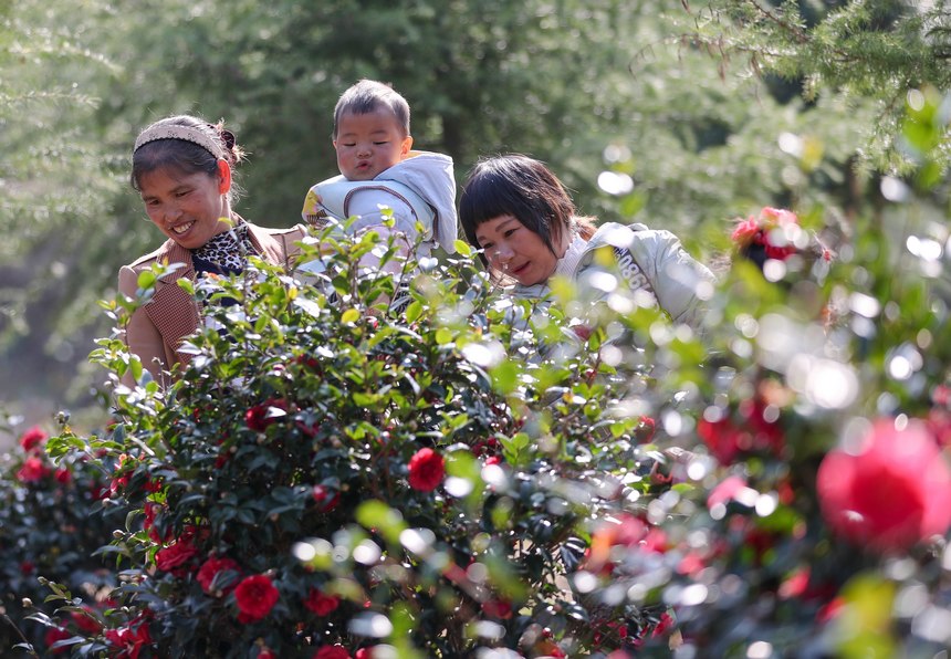 2021年12月5日，游客在貴州省銅仁市玉屏侗族自治縣亞魚鄉沙子坳村觀賞茶花。 