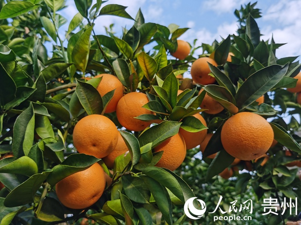 �޵��ص���Ⱥ����ֲ��ˮ���������� �¾�����