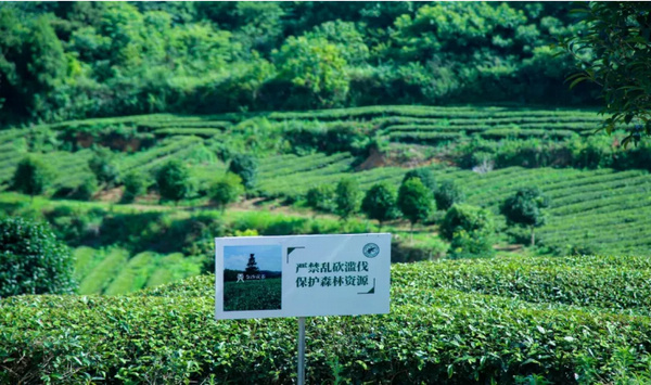 金沙縣茶葉產業基地。