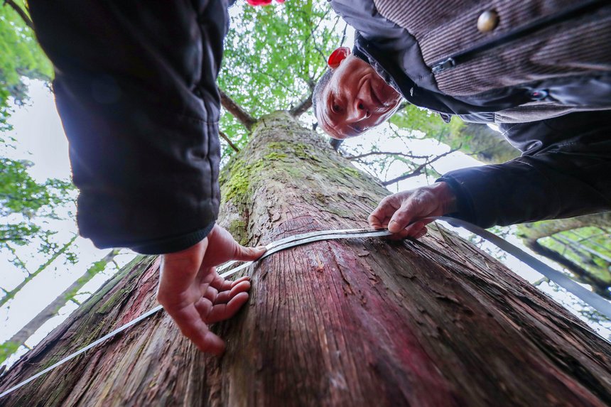 護林員正在測量一株2000年樹齡的野生紅豆杉樹圍。胡攀學攝