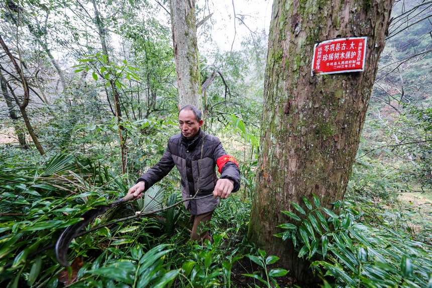 護林員正在清理影響野生紅豆杉生長的雜木。胡攀學攝