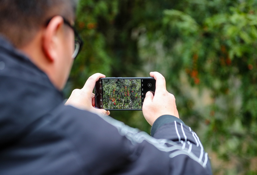 游客正在拍攝野生紅豆杉。胡攀學攝