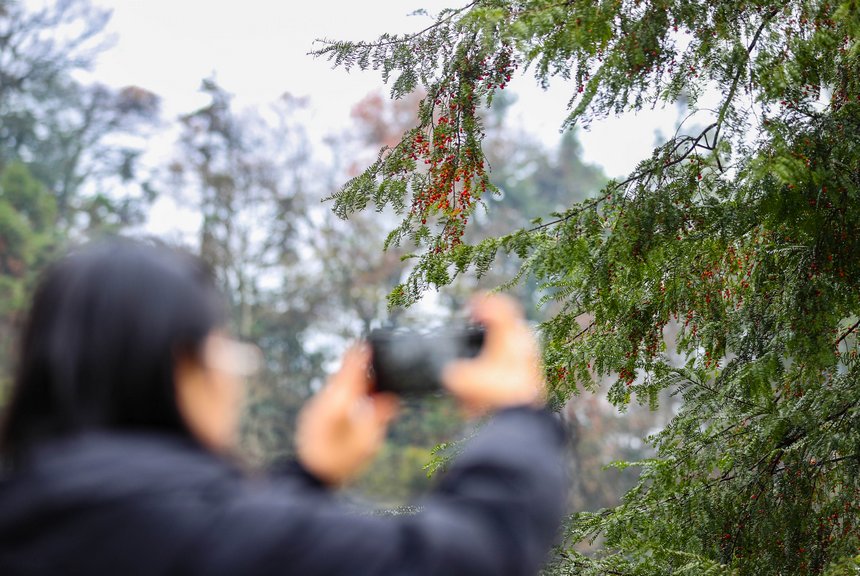 游客正在拍攝野生紅豆杉。 胡攀學攝