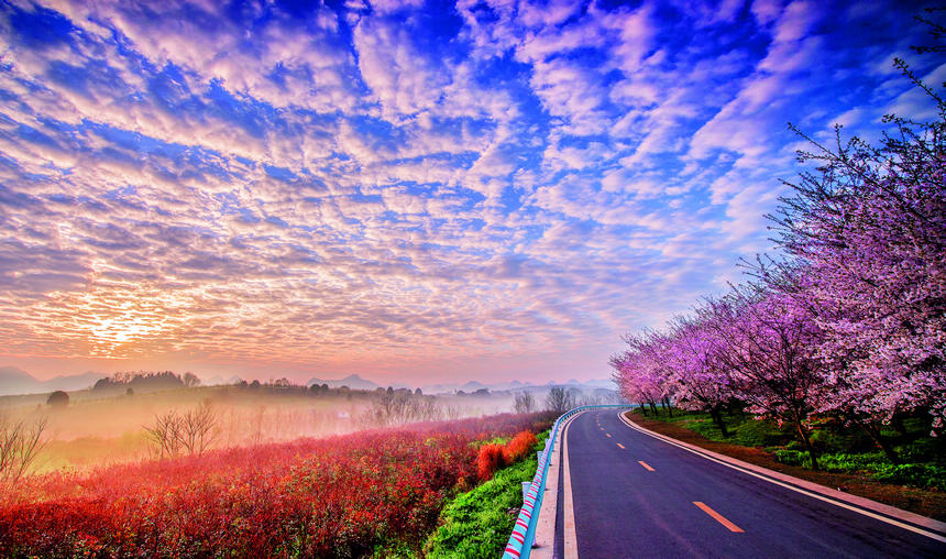 美丽的乡村公路通到贵安新区平坝农场万亩樱花园。傅泊霖摄