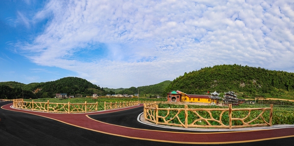 岑巩县客楼镇下寨村荷花基地。李祝庆摄