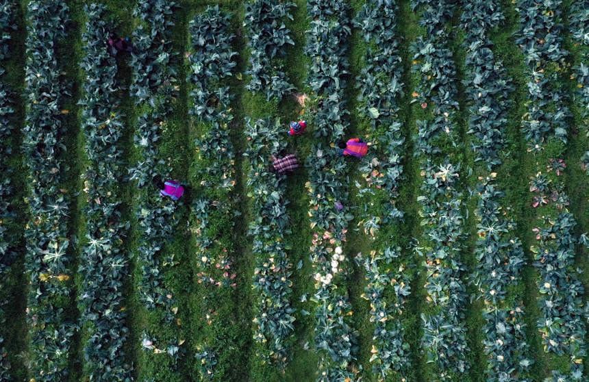 12月17日，村民在貴州省三都水族自治縣周覃鎮新園村蔬菜種植基地採摘花菜（無人機照片）。