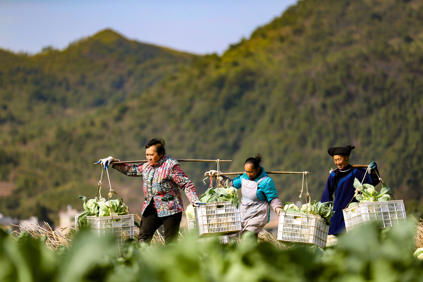 12月17日，村民在貴州省三都水族自治縣周覃鎮新園村蔬菜種植基地搬運花菜。