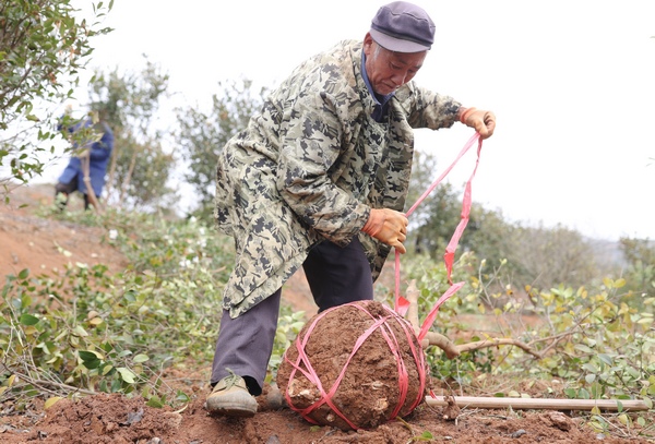 村民在移植油茶基地裡種植密集的油茶大苗。